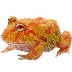 Albino Pacman Frog